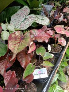 Paket Hemat Keladi Hybrid 7 plant  100k