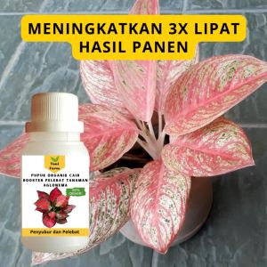 Pupuk Aglonema / Pupuk Pelebat Aglonema / Pupuk Booster Aglonema Cair