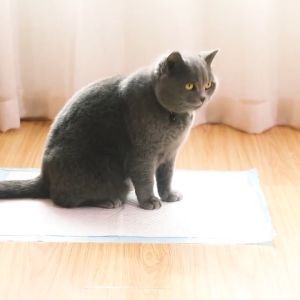 (2X Absorption) Pet Training Pad Extra Thick Wee Pee Sheet Puppy Kitten Dog Cat Diapers Rabbit Anjing Kucing