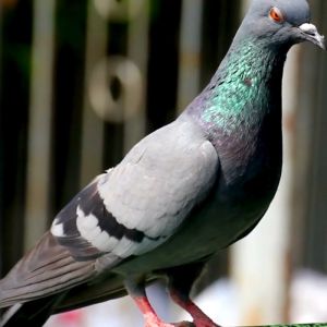 Kargado Silver Bullet Proteksyon: Protecting Pigeons' Eyes & Cold