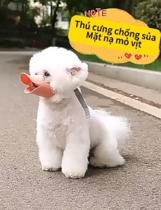 [ phụ kiện ] Rọ mõm mỏ vịt nhựa mềm cho cún