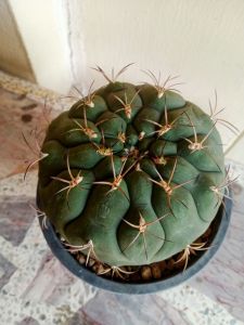 แคคตัส ยิมโน หนังช้าง