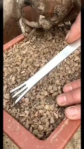 22/24cm Stainless Steel Root Rake Loosen Soil Bonsai Tree Rake Or Hook W/ Handle Garden Bonsai Soil Turning Tool Gardening Tools