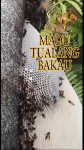 [FadliMaliki] Madu Tualang Bakau Premium Hutan Liar Raw Honey - 500gram