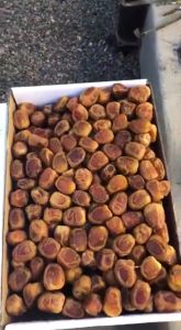 GRATIS ONGKIR kurma sukari 3kg asli premium kering by annafi / enak dan lumer / kurma sukari 1kg asli premium