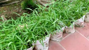 (65 SEEDS) UPLAND/LOWLAND KANGKONG SEEDS/HYBRID/EASY TO GROW/LONG LIFE PLANT