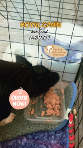 85g 12 Pouches Box Royal Canin Adult Chihuahua Dog Dogs Wet Food Pouch Coat Health Pet Essentials