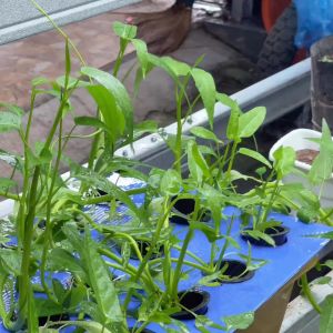 Benih Seribuan - Paket 15 Macam Benih Sayur Hidroponik Sayuran Daun Unggul
