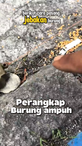 Jerat Perangkap burung biawak ayam alas babi hutan  otomatis jerat otomatis perangkap burung otomatis bisa untuk biawak ayam alas babi hutan dll