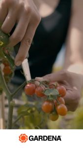 GARDENA มีด VeggieCut (12211-20)