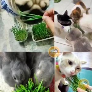 ชุดปลูกต้นอ่อนข้าวสาลี เมล็ดแบ่ง 2 รอบ ชุดปลูกหญ้าแมว หญ้าหมา หญ้าสุนัข หญ้ากระต่าย หญ้าหนู ปลูกง่าย โตไว ทันใจทาสแมว