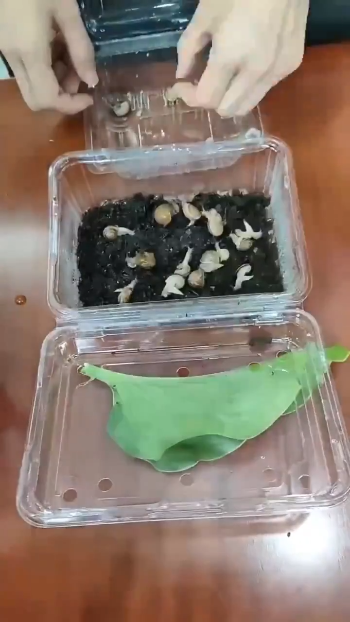 หอยทาก wicontact เหยื่อหอยทากฆ่าหอยทากได้ทุกชนิด ไม่เป็นอันตรายต่อสัตว์และพืชอื่นๆ กำจัดหอยทากได้อย่างมีประสิทธิภาพ 100% ยาฆ่าหอยทาก เมทัลดีไฮด์ 6% จะตายหลังจาก