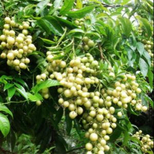 cây giống mắc mật cao 25-40cm.