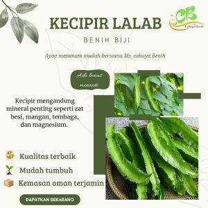 Benih kecipir/cipir isi (100 biji)  bibit kecipir lalap