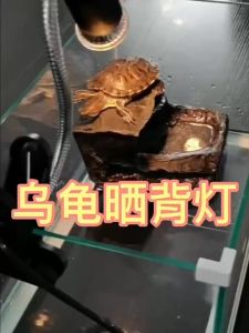 ไฟกกนกแก้ว ไฟกกลูกแมว ไฟกกสัตว์ หลอดไฟให้ความร้อนสัตว์ หลอดไฟให้ควมอบอุ่นสำหรับสัตว์ เต่า งู กิ้งก่า นก แมว กระรอก กระต่าย หนู