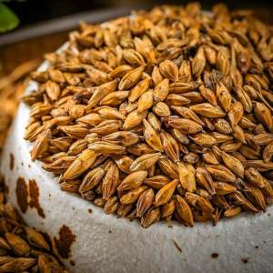 Trà Lúa Mạch Nướng Nồng Độ Cao Đóng Lon