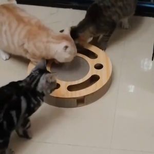 [SG SELLER] Cat Grinding Scratch Board Cat Scratch Board round Ball Pulling and Funny Cat Turntable Large Corrugated Paper Wear-Resi