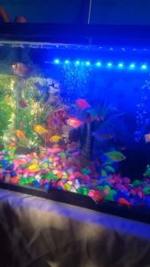 Panduan Lengkap Mengenai Lampu Celup Aquarium LED 20-60cm