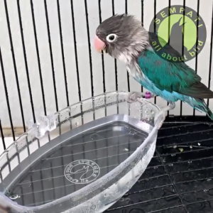 SEMPATI GROSIR Cepuk Mandi Oval Sempati Perpack Lusin Isi 24 Pcs Wadah Tempat Pakan Minum Keramba Mandi Mini Burung