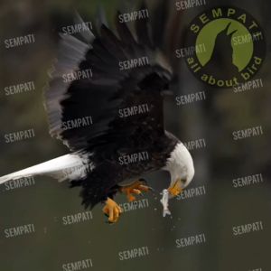 SEMPATI Angklet Celepuk Anklet XXL Tali Kaki Burung Hantu Elang DM CHE JHE BUBO WBSE IBE Tali Pengikat Kaki Burung Elang Jawa Brontok Hitam Laut Falconry Tali Pikat Burung