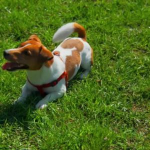 Petcher Pet Mouthwash 250ml Water Additive Oral health Fresh Breath Dental Care for Dogs Cats