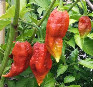 5 BIJI BENIH CABE SUPER PEDAS CARAMEL BHUT JOLOKIA