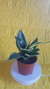 Sansevieria Tiger Ear Plant & Buy 1 Take 1 Offer