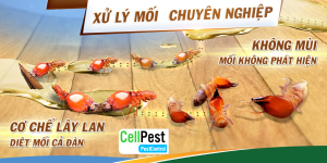 Sản Phẩm Phòng Ngừa Mối tận Gốc Termize 200SC (Hợp Trí)