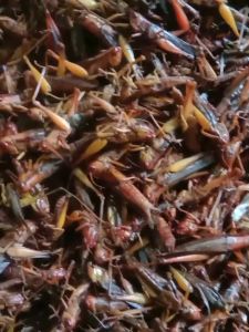 Belalang Sawah Mentah Simeut Mentah Dadakan Per Bungkus