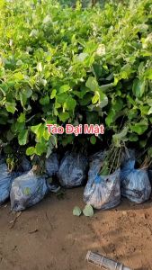 Cây giống TÁO chua (táo ta) năng suất cao