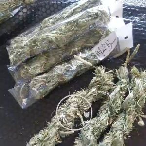 MaxBunny JUMBO Timothy Hay Grass Twist - Mainan Gigitan Kelinci Hamster Chinchilla