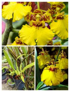 Dancing Lady Orchid(Oncidium Goldiana)
