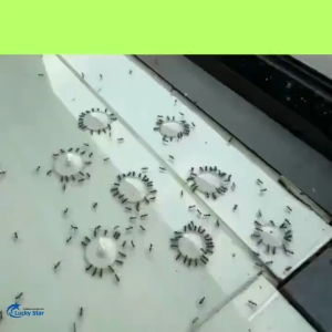 เจลกำจัดมด ชนิดเจลใส ฆ่ามด-แมลงสาบ-ไล่ตุ๊กแก 24 ชม. เห็นผลเร็ว ปลอดภัยคนและสัตว์เลี้ยง