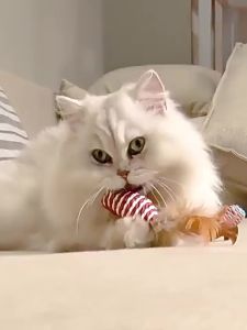 HOOPET | Feather Interactive Self-entertaining Kitten Teaser Wand & Teething Stick Set
