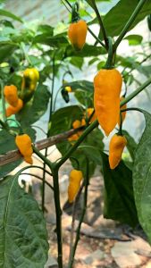 🌶พริกปีศาจสีเหลือง(Bhut jolokia yellow)🔥