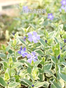 🍀ถูกที่สุด🍀 หัวน้ำหยด ที่รดน้ำต้นไม้อัตโนมัติ ป้องกันต้นไม้เฉาตายสีพาสเทล ใช้กับขวดหลายแบบ