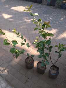 Bibit Pir Madu Cangkok