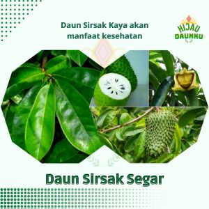 Daun Sirsak Herbal Segar Hijau Non Kimia