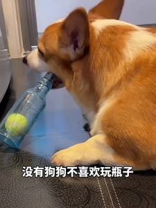 Hipidog | ชามอาหารสุนัขสเตนเลสแบบกันลื่น ชามอาหารแมว ฝึกให้กินช้า ชามอาหาร สุนัขใหญ่ ชามใส่น้ำกันลื่น
