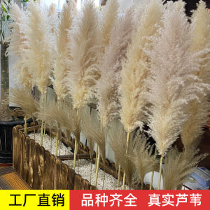 Pink Large Reed Dried Flowers Creative Wedding Decoration Shop Decor Materials Festive Ornament Home Decorative Accessories