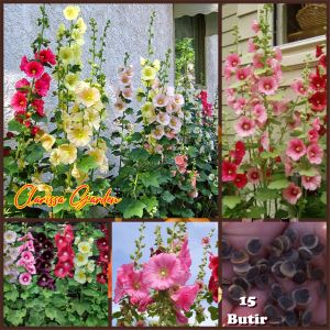 15 BUTIR BIJI | BENIH BUNGA HOLLYHOCK MIX