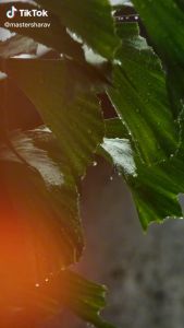 Live Plant Maha Vilvam Feng Shui VASTU SHASTRA Energetic Plant COMES with Special Prayer under your name and Sangkalpa Card ( Good Luck Card ) MAHA SIVARATHRI