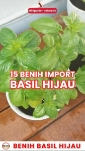 Benih Basil Hijau ECER 15BIJI bibit sayuran tanaman herbal obat f1 import fothergills