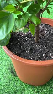 Plant Slow-release Sticks Nutrient Stick Universal Indoor Potted Flower Pot Plants Fertilizer Bars Enhancer Garden Accessories