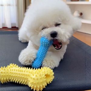 Petone dOrage | Teething Entertainment Durable Squeaky Rubber Bone Toy for Small Puppies
