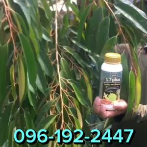 17 Plus 17 พลัส ชุดทำใบสะสมอาหาร ใบใหญ่ ใบหนา ใบใหญ่ สังเคราะห์แสงไปเลี้ยงลำต้น ดอกและผลให้สมบูรณ์