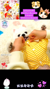 🇹🇭พร้อมส่ง🇹🇭 🔥XS-4XL 💥 ชุดสวมสี่ขา ดีเทลลายเอี๊ยมติดลายตุ๊กตาสุดน่ารัก for pet สุนัข หมา แมว เสื้อผ้าสัตว์เลี้ยง