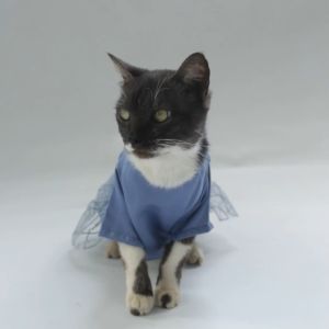 Baju Kucing Cewek Lucu Murah Gratis Ongkir - Bukipet Mafaza Raya Dress