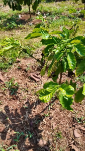 Dung dịch sinh học Siêu Kích Rễ - Kiểm Rễ - Bung Đột - Chống Thời Rễ - Công Nghệ Sinh Học - Gia Tăng Năng Xuất
