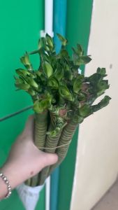 Trúc phát tài siêu mập loại thẳng